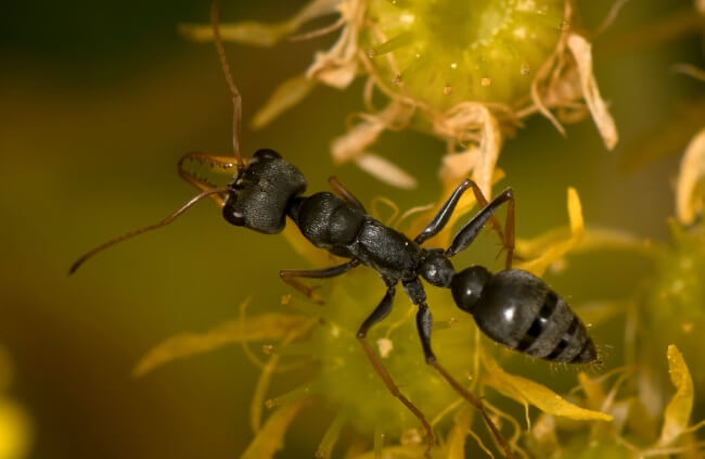Jack Jumper Ants