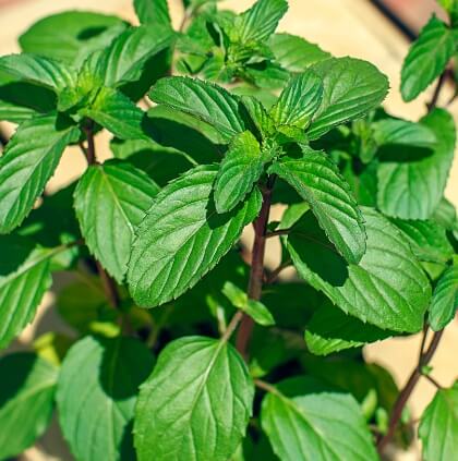 Japanese Mint, most accurately called Japanese medicine mint