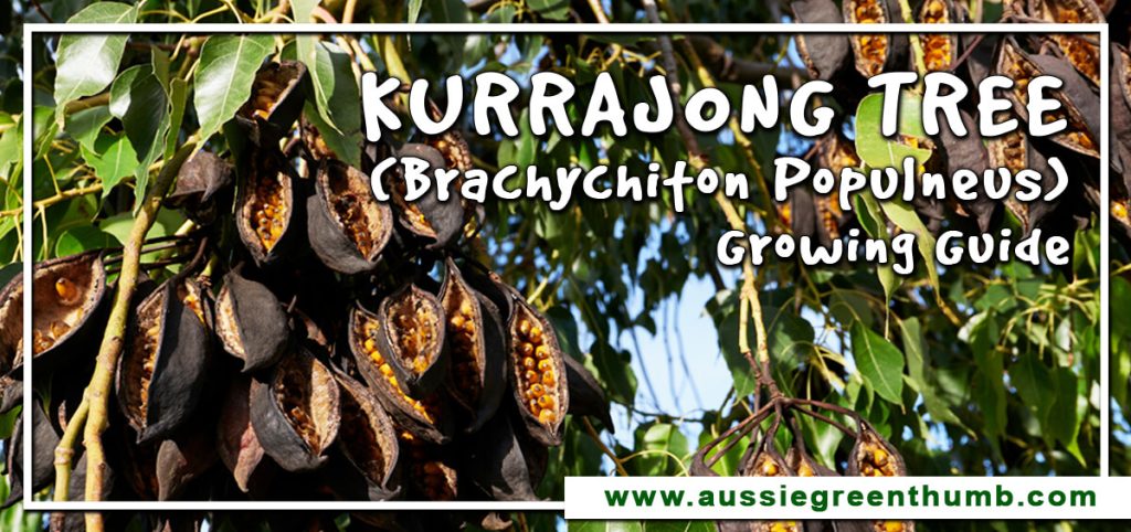 Kurrajong Tree (Brachychiton populneus) Growing Guide