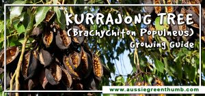 Kurrajong Tree (Brachychiton populneus) Growing Guide