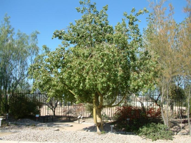 Kurrajong tree or Brachychiton populneus
