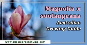 Magnolia x soulangeana: Australian Growing Guide