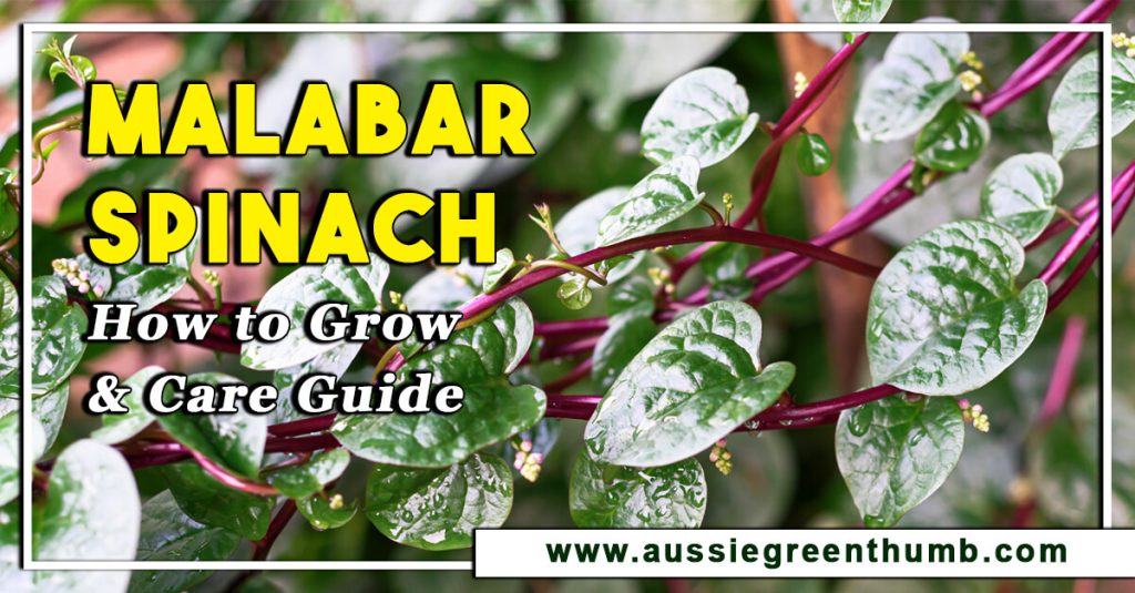 Malabar Spinach: How to Grow and Care Guide