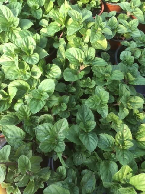 Mentha × piperita ‘Lavandula’ also known as Lavender Mint