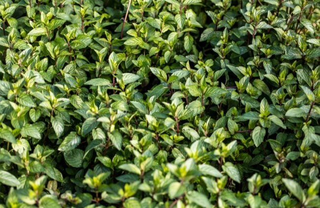 Mentha × piperita 'Chocolate' known as Chocolate mint