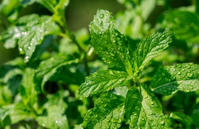 Mentha × piperita 'Swiss', known as Swiss Mint