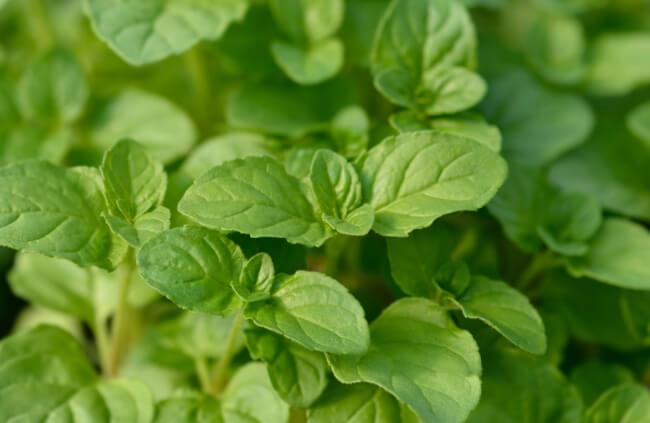 Mentha × piperita f. citrata 'Basil'