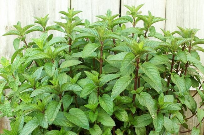 Mentha × piperita var. Citrata ‘Lemon’ known as Lemon Mint