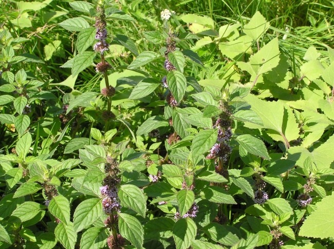 Mentha × verticillata commonly known as Whorled Mint