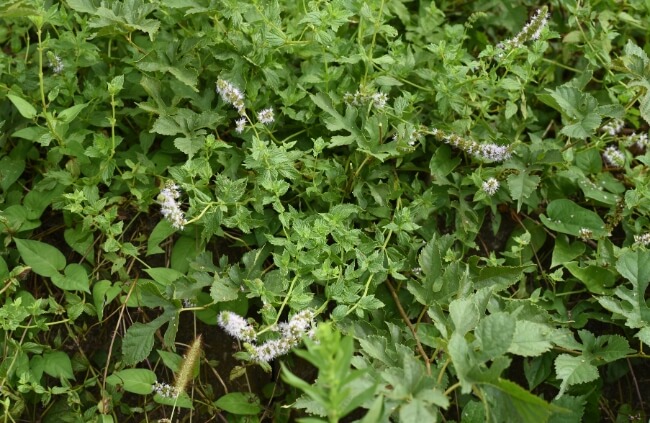 Mentha arvensis var. piperascens known as Japanese Peppermint