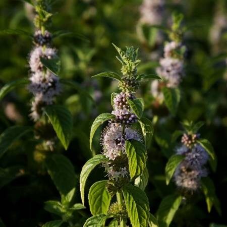 Mentha spicata ‘Yakima’ known as Chewing Gum Mint