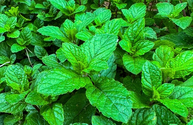 Mentha suaveolens is also known as round leaf mint, woolly mint and, most commonly, apple mint
