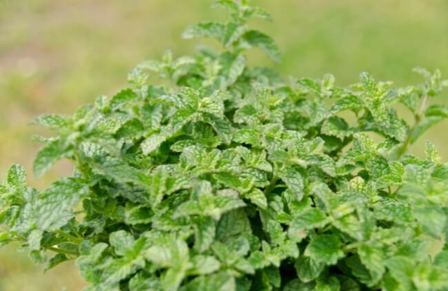 Mentha × piperita 'Strawberry', commonly known as Strawberry Mint