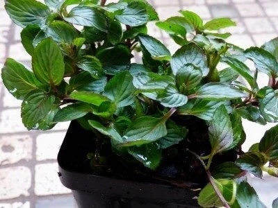 Mentha × smithiana commonly known as Red Raripila Mint