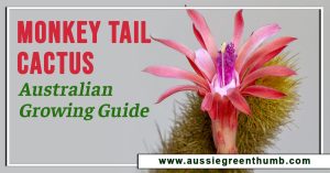 Monkey Tail Cactus: Australian Growing Guide