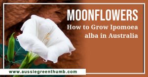 Moonflowers: How to Grow Ipomoea alba in Australia