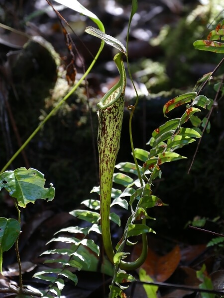 Nepenthes hemsleyana