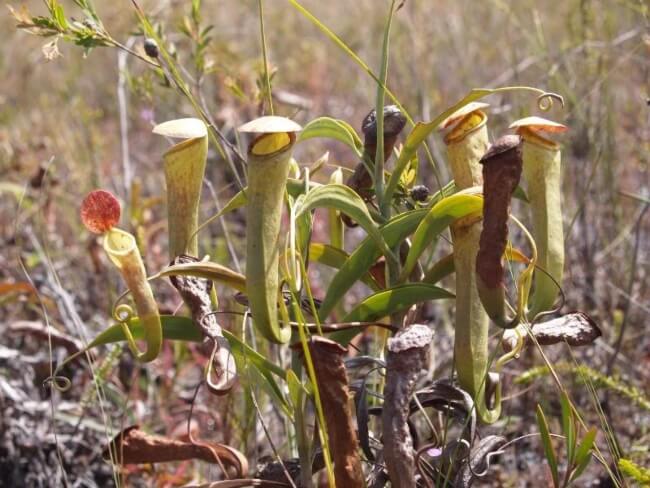 Nepenthes tenax is one of the most effective fly catchers among carnivorous plants