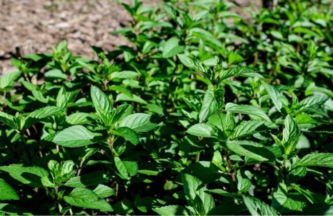Peppermint is one of the most popular types of mint