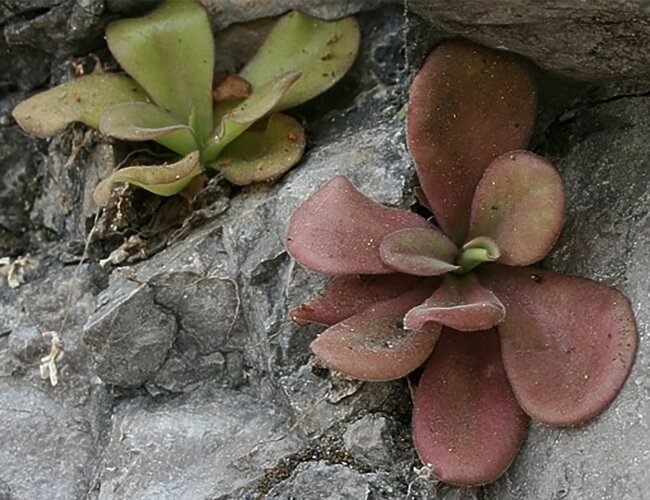 Pinguicula agnata ‘El Lobo’