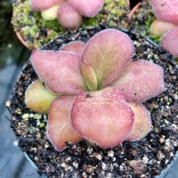 Pinguicula agnata ‘Red Leaf’