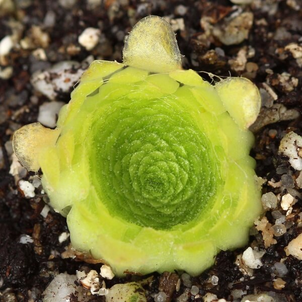 Pinguicula colimensis also known as Mexican butterwort