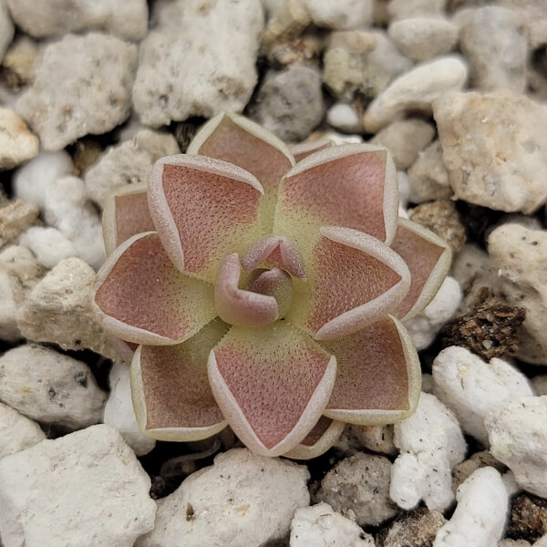 Pinguicula ehlersiae ‘Victoria’