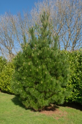 Pinus radiata, one of the most popular Christmas tree in Australia
