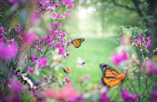 Plants that Attract Butterflies