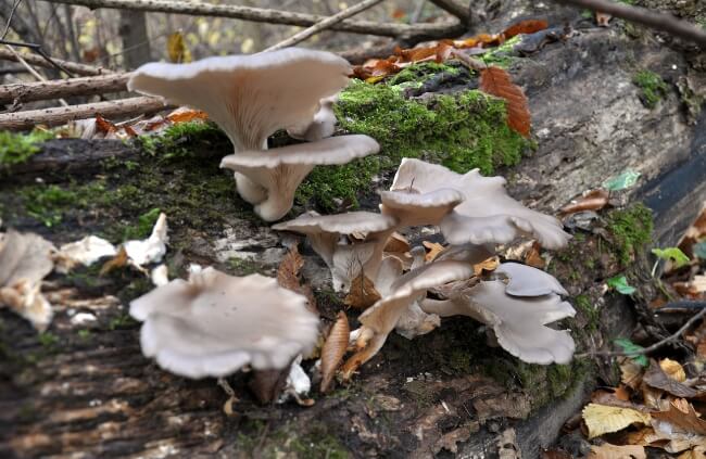 Pleurotus ostreatus also known as Oyster mushroom