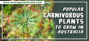 Popular Carnivorous Plants to Grow in Australia