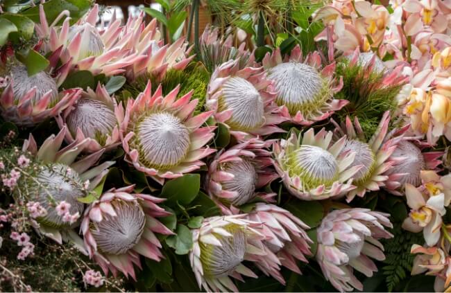 Protea cynaroides, commonly known as King protea