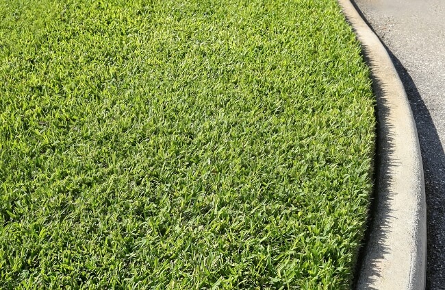 Saint Augustine Grass tolerates light to moderate shade conditions, though it does not grow well in full shade