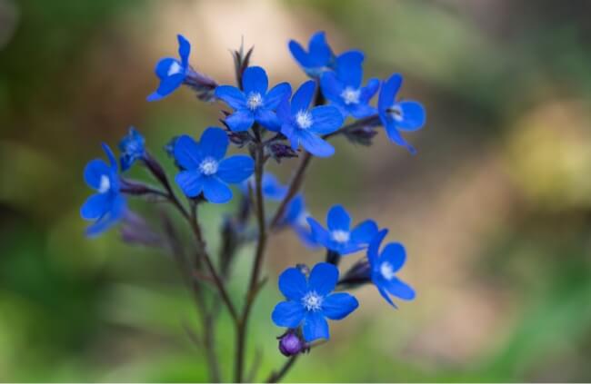 Salvia azurea also known as Blue Sage