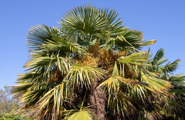 Trachycarpus fortunei, commonly known as Chinese Windmill Palm