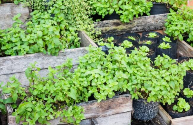 Types of Mint to Grow in Australia
