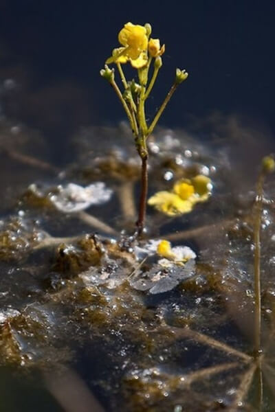 Utricularia inflata also known as Large Floating Bladderwort