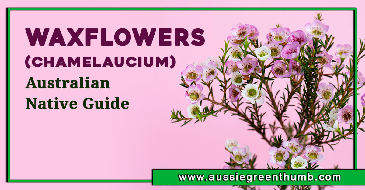 Waxflowers (Chamelaucium) – Australian Native Guide