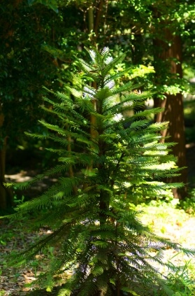 Wollemia nobilis commonly known as Wollemi Pine