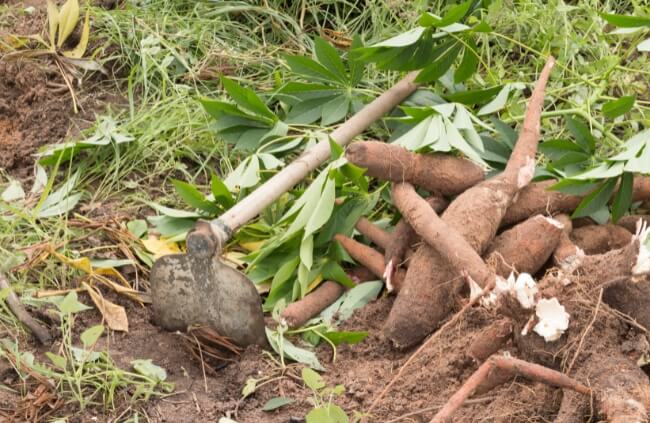 Yuca, also known as Cassava Plant