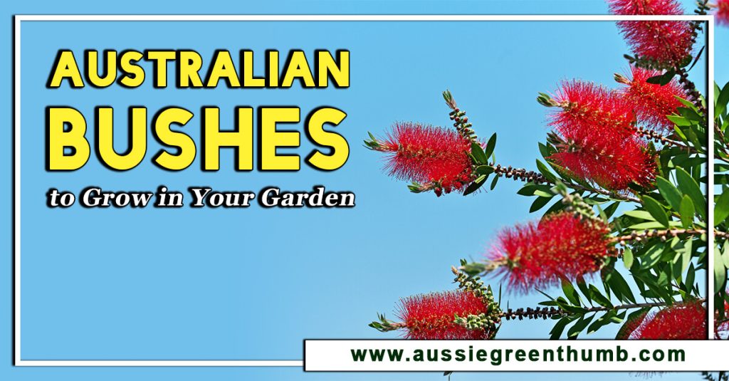 Australian Bushes to Grow in Your Garden