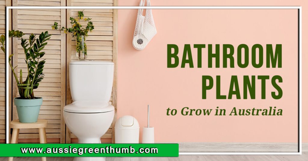 Best Bathroom Plants to Grow in Australia