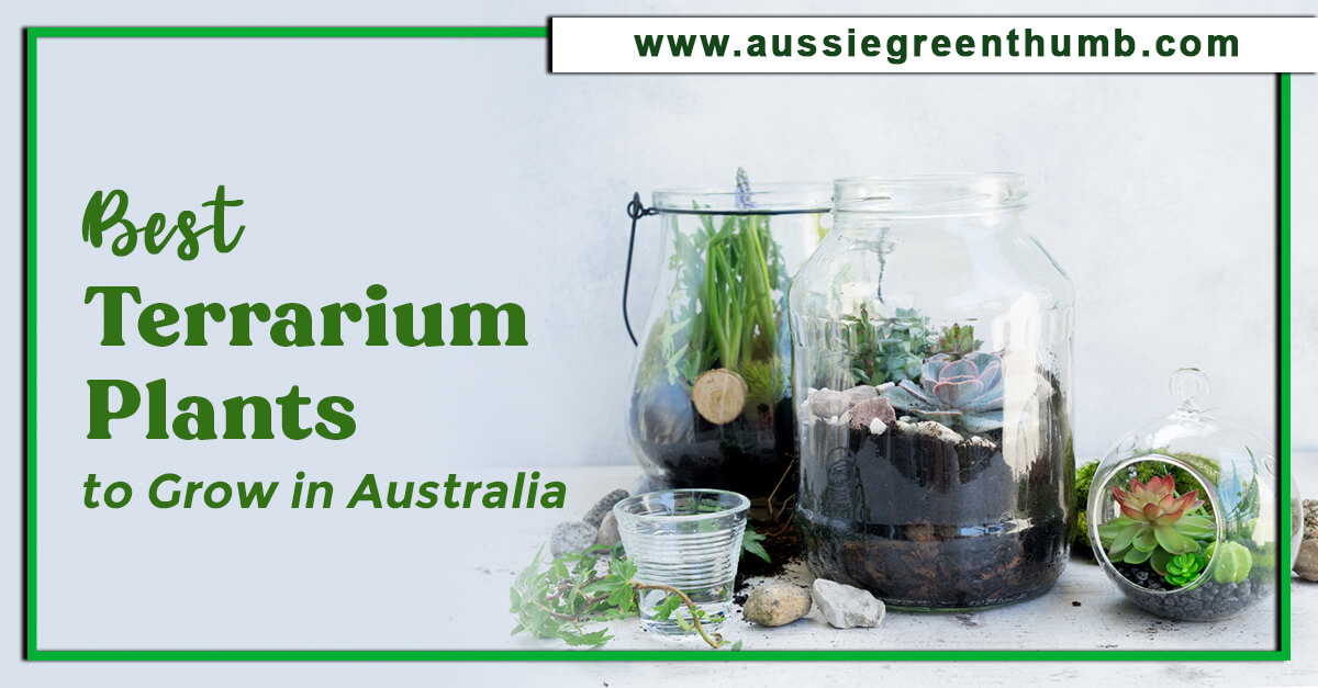 30 Best Terrarium Plants to Grow in Australia AGT
