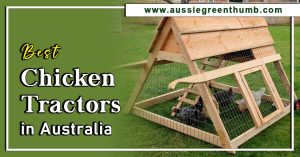 Best Chicken Tractors in Australia