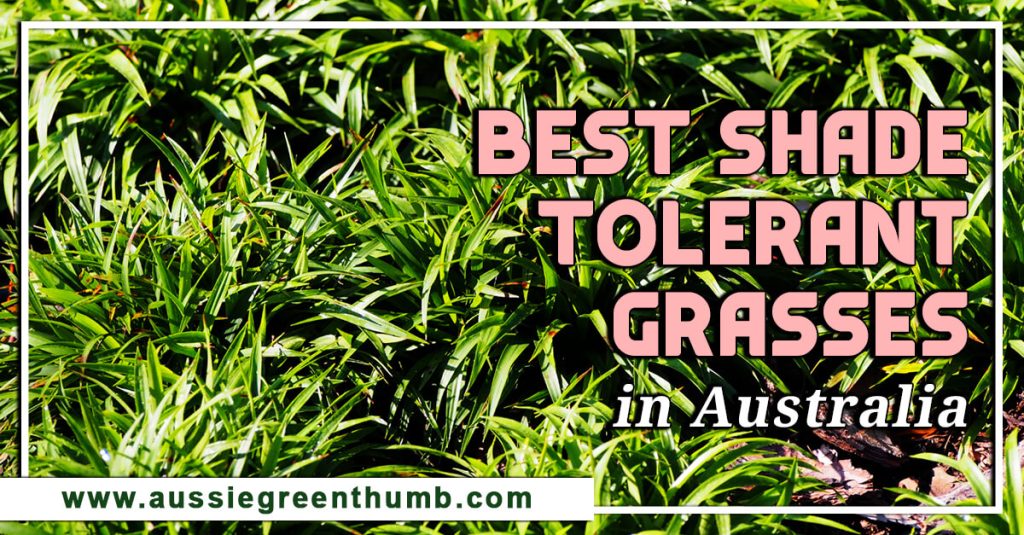 Best Shade Tolerant Grasses in Australia