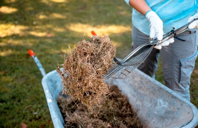 A gardener using dried grass clippings as mulch