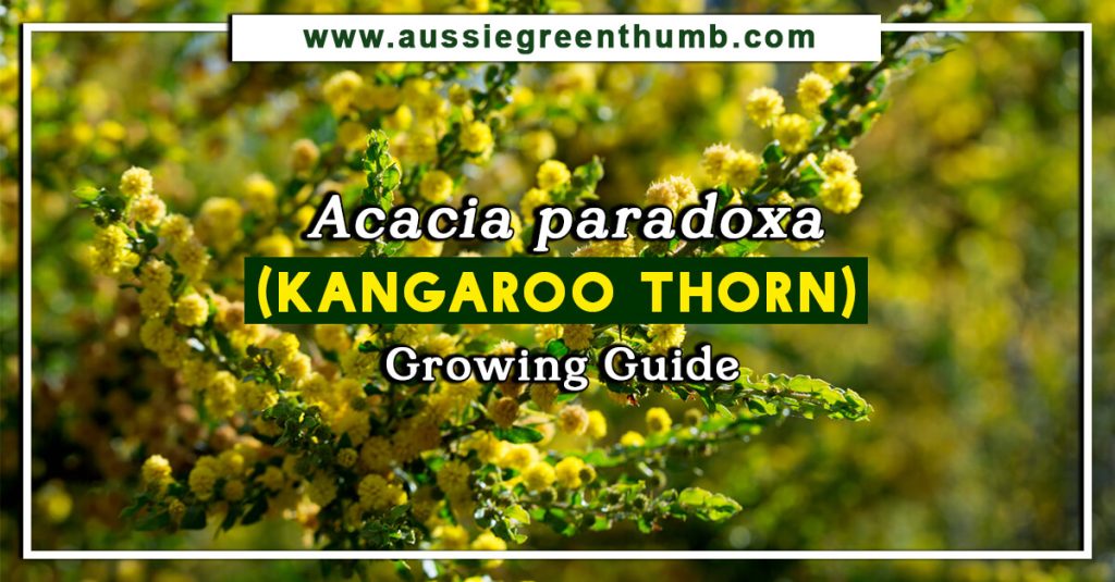 Acacia paradoxa (Kangaroo Thorn) Growing Guide