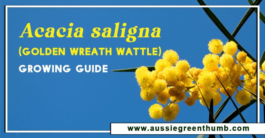 Acacia saligna (Golden Wreath Wattle) Growing Guide