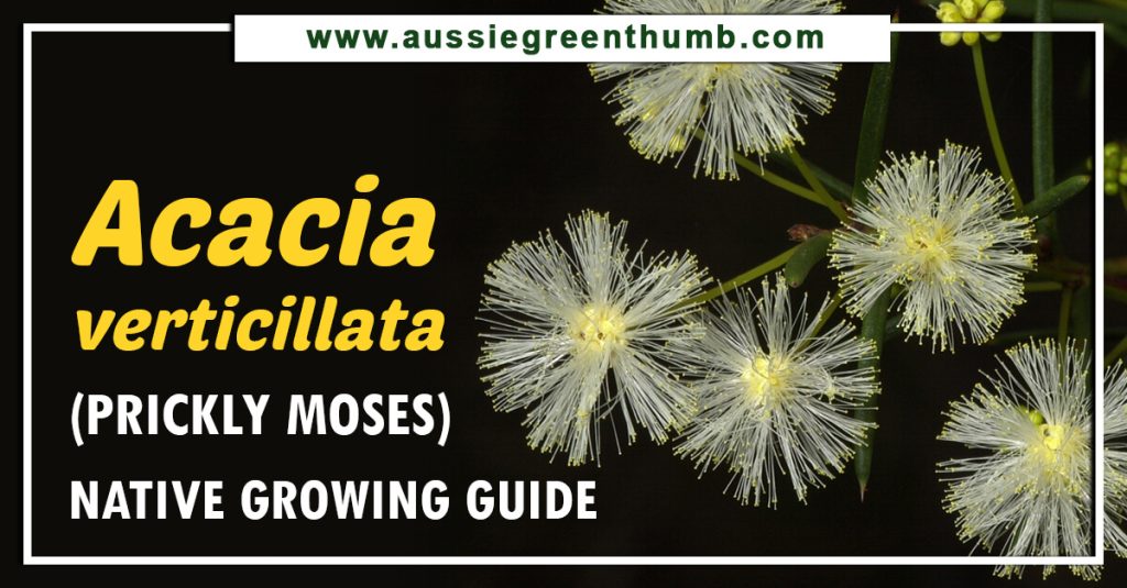 Acacia verticillata (Prickly Moses) Native Growing Guide