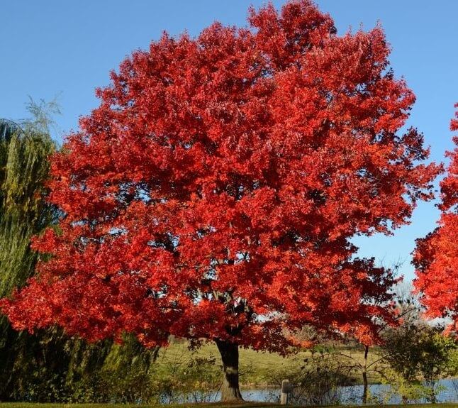 Acer rubrum ‘October Glory’